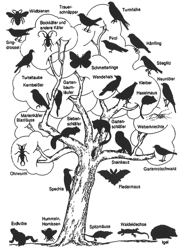 Schwarz-weißes Bild eines Baums mit Silhouetten und Beschriftungen von Vögeln, Insekten und Kleintieren